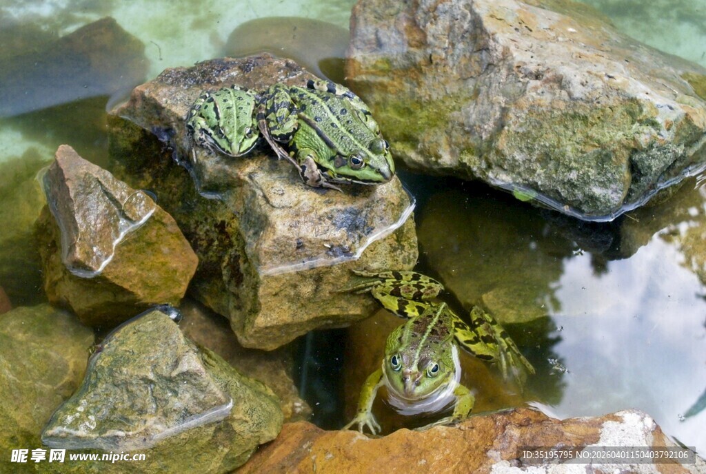 石头上的几只青蛙