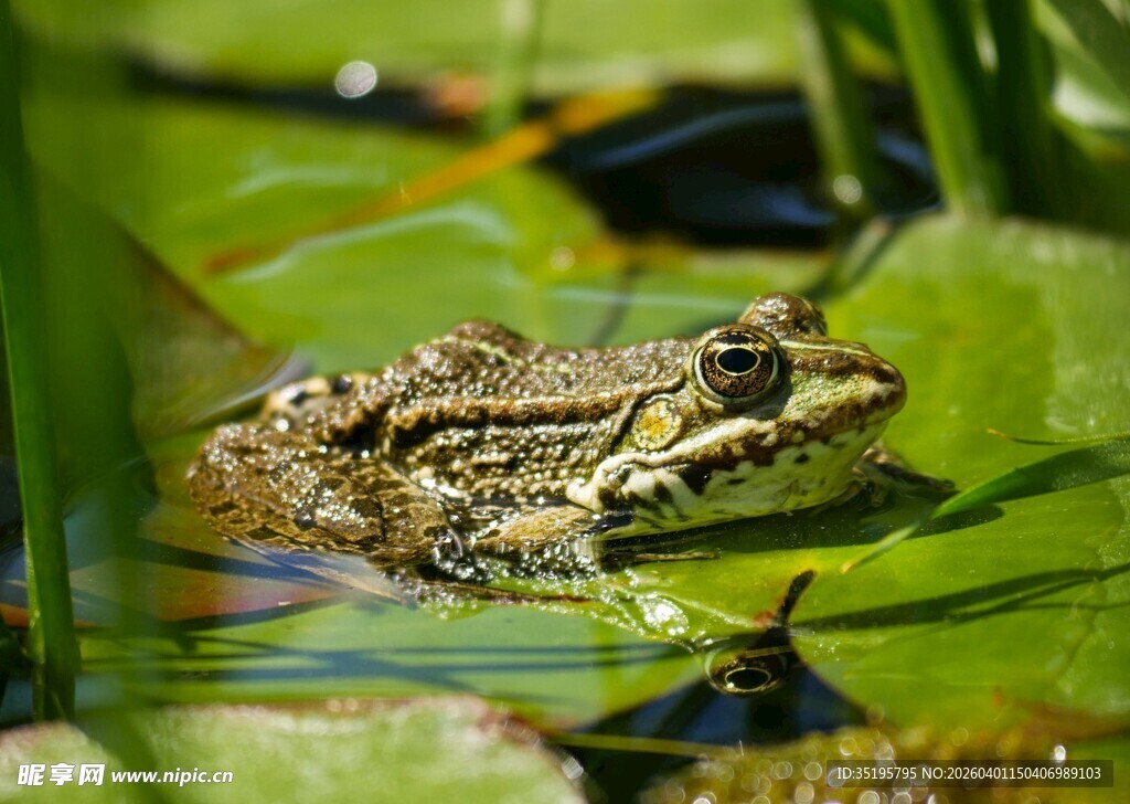 荷叶上的青蛙