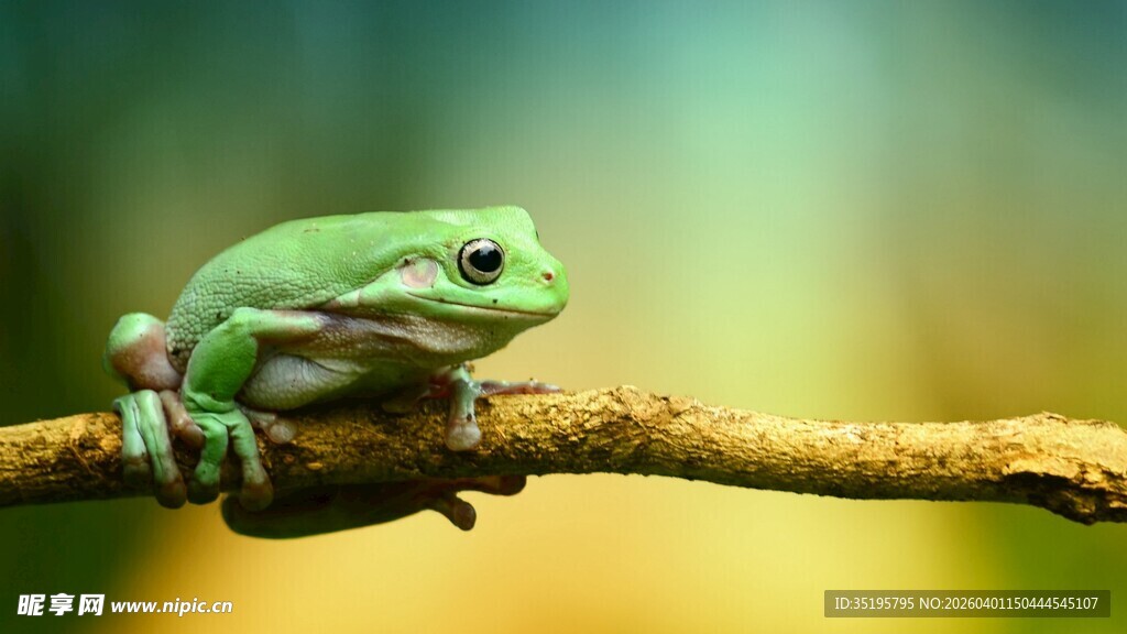树枝上的绿色青蛙