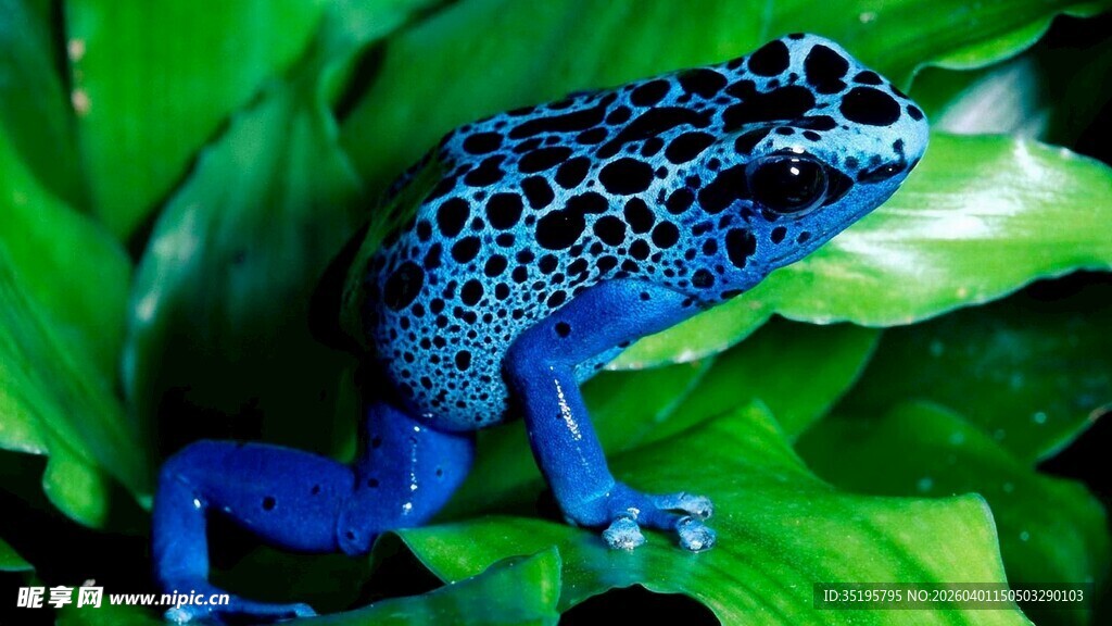 蓝斑毒蛙栖于翠绿叶片间