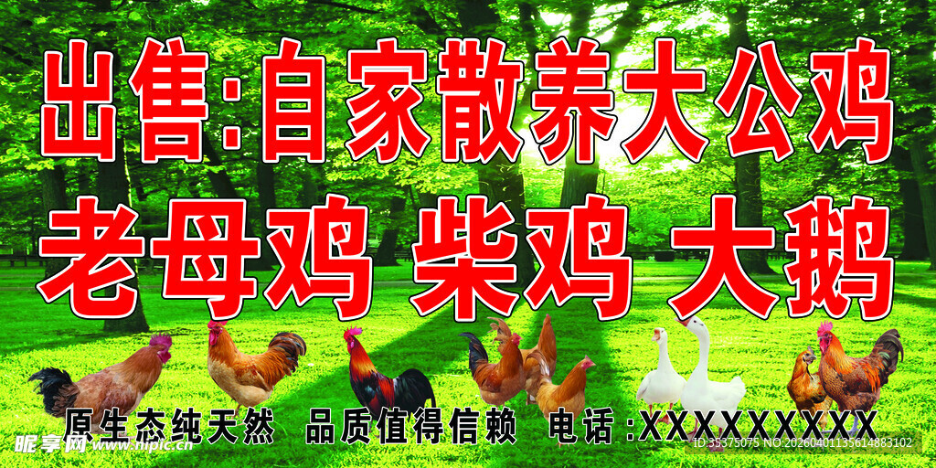 农家散养土鸡大鹅