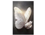 银白蝴蝶特写 装饰