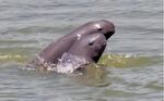 江豚