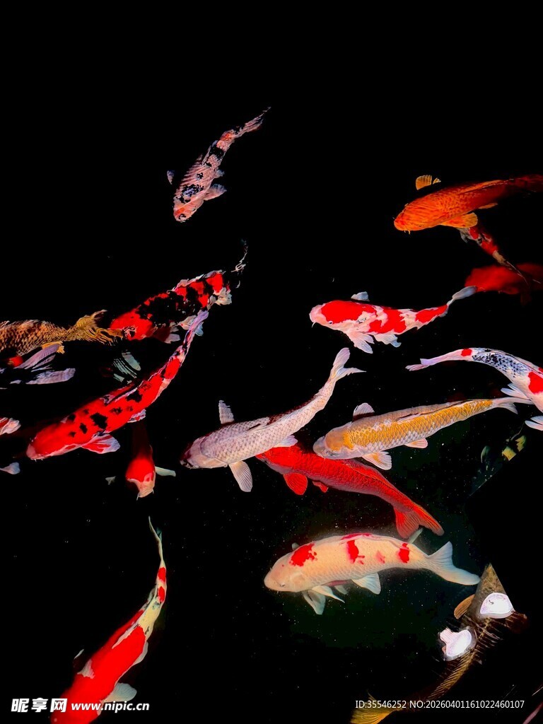 灵动锦鲤水中游