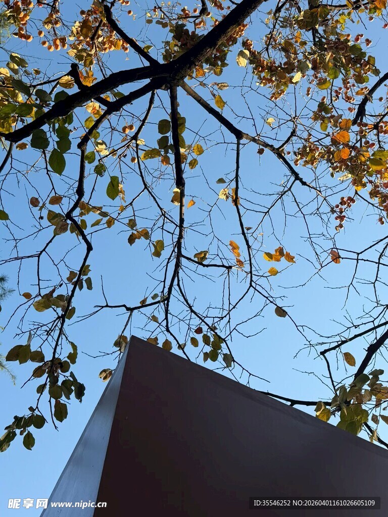 蓝天黄叶下的建筑一角