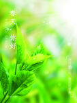 清新绿叶春日的问候