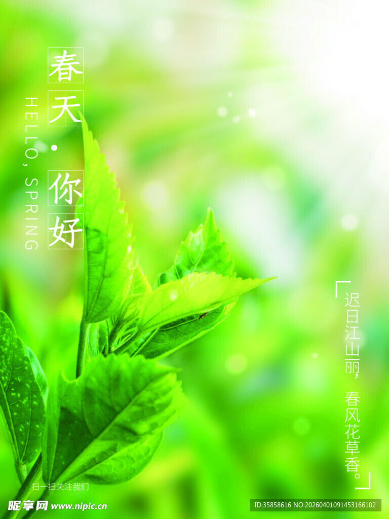 清新绿叶春日的问候