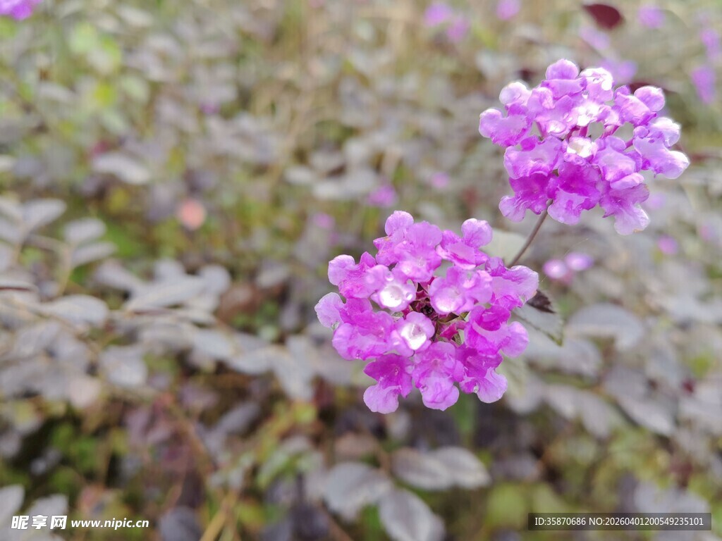 两朵娇艳紫花绽放草丛