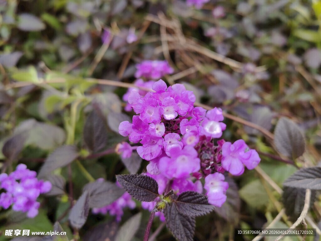 紫色小花绽放于绿叶间