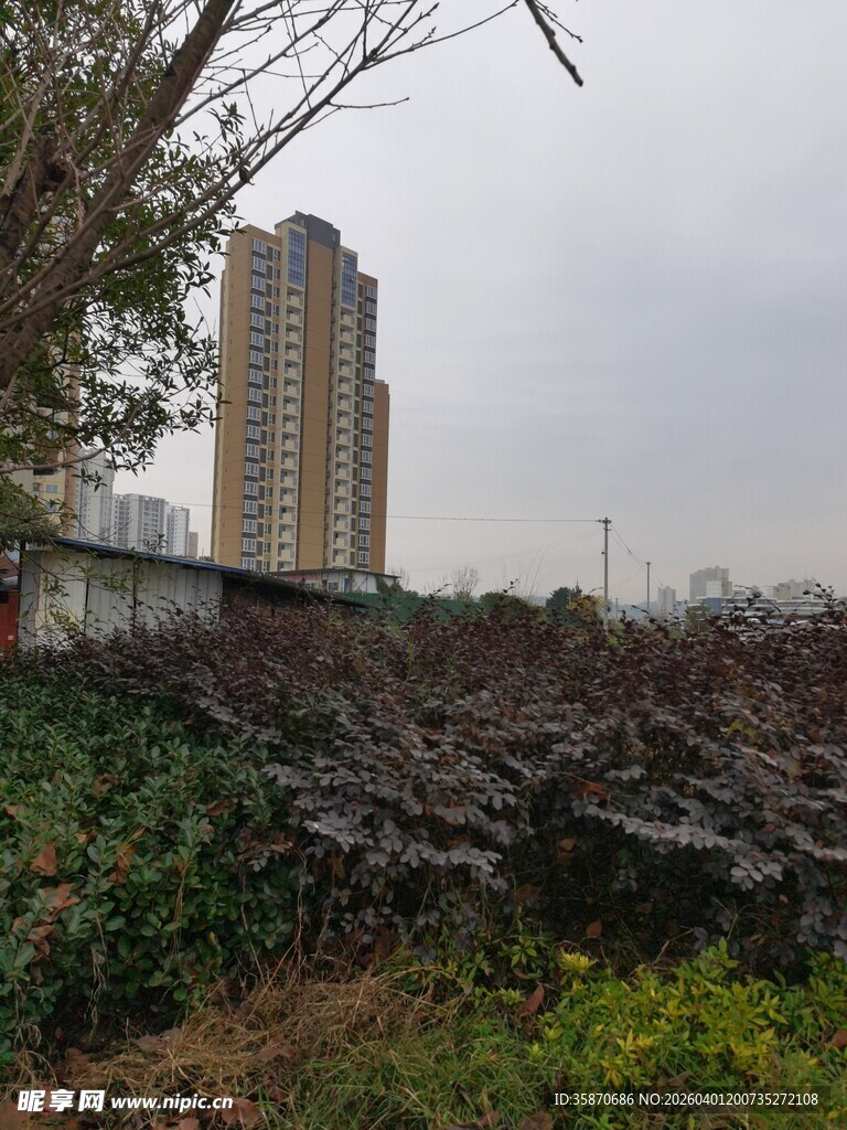 城市边的绿植与高楼景观