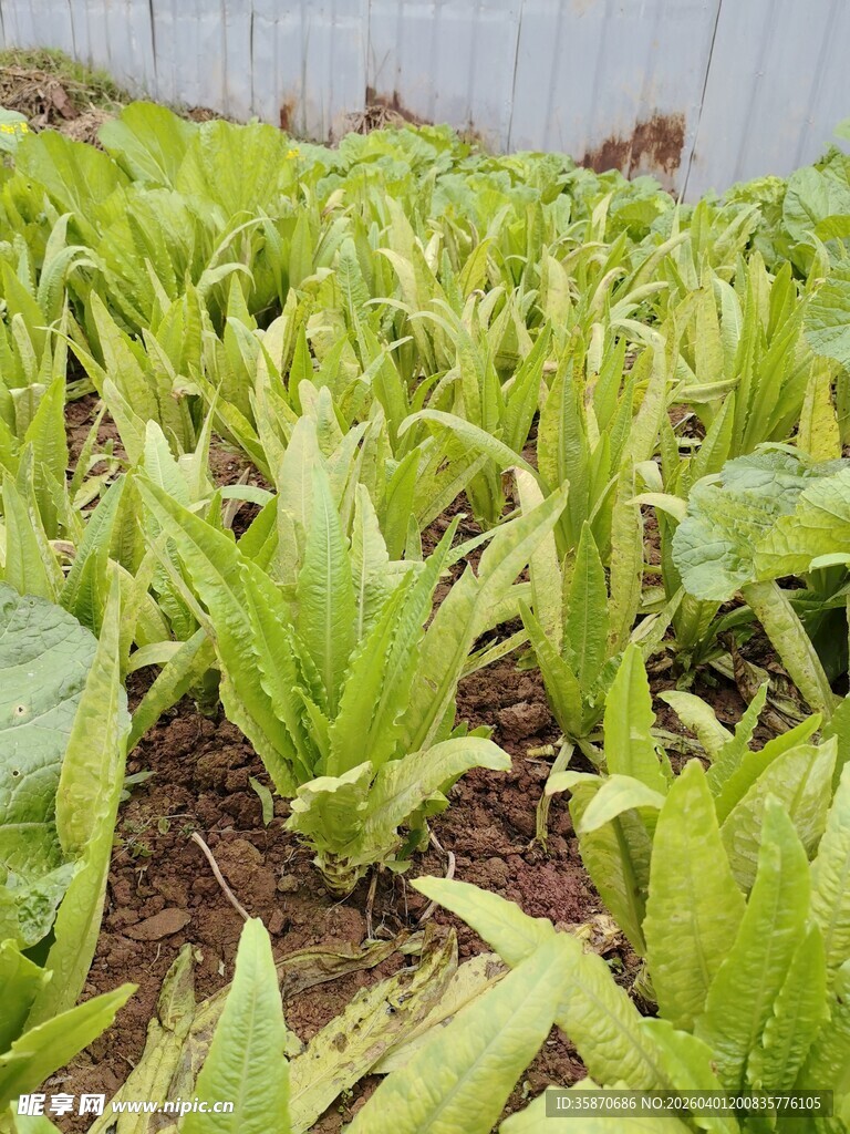 嫩绿莴笋苗生机盎然