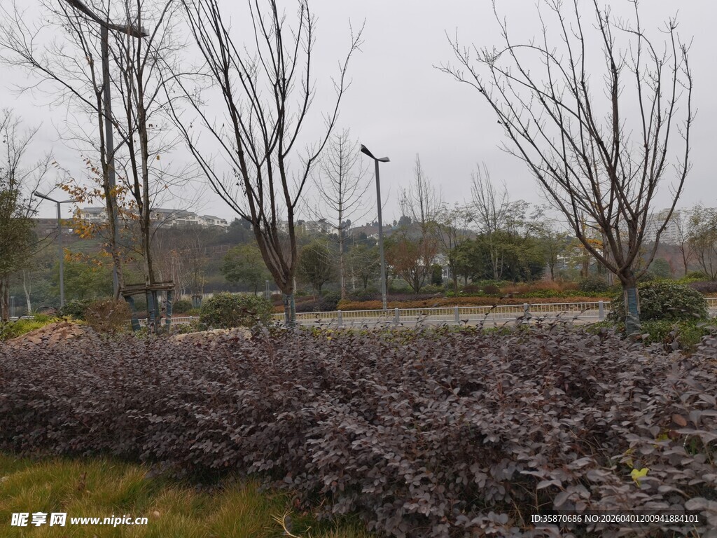 公园中的紫叶植物景观