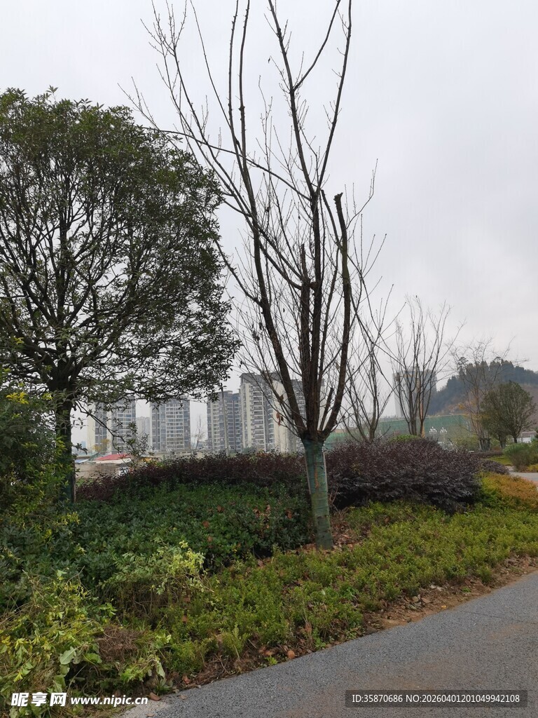 城郊道路旁绿植与远景建筑