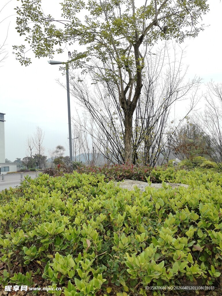 户外绿植与树木景观