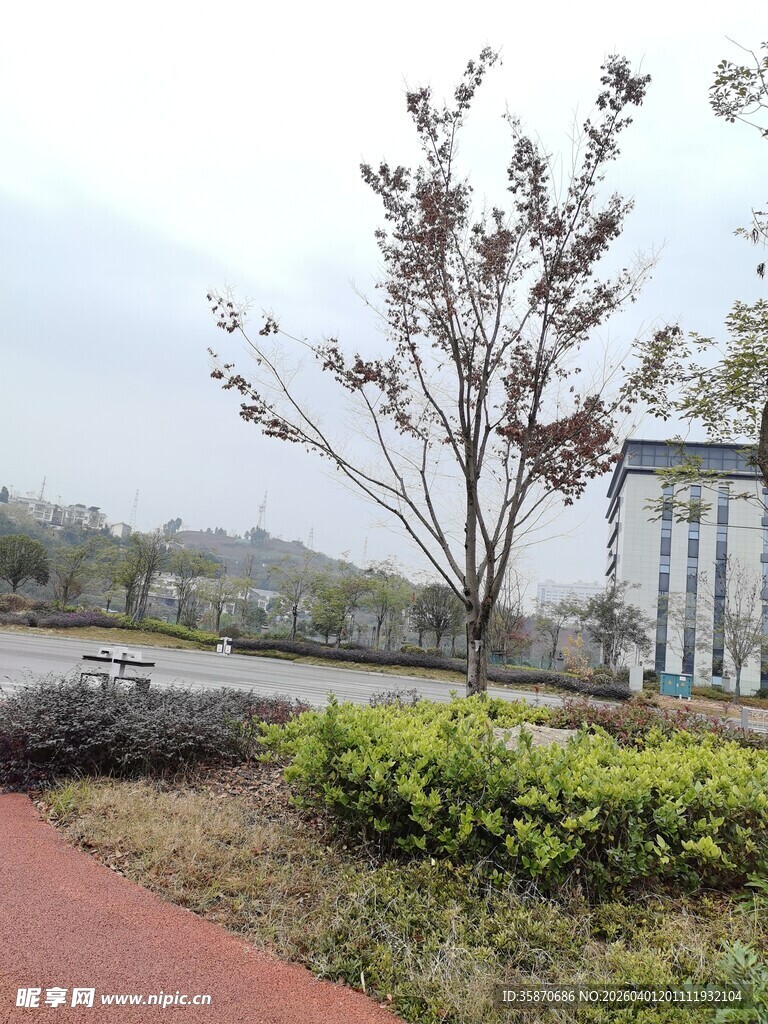 城市公园中的绿植与步道