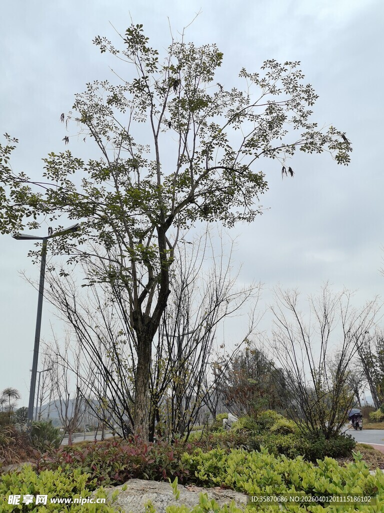 郊外孤树尽显自然景致