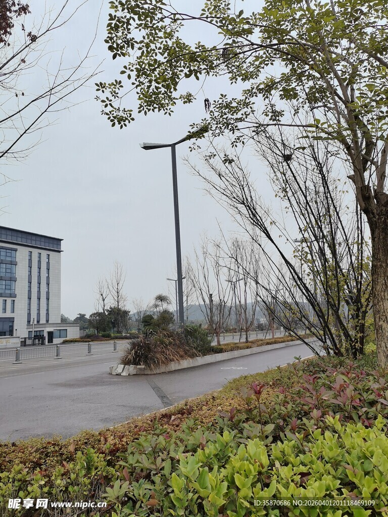 户外道路旁的树木与建筑