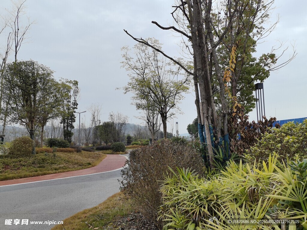 乡村蜿蜒小路旁的自然景致