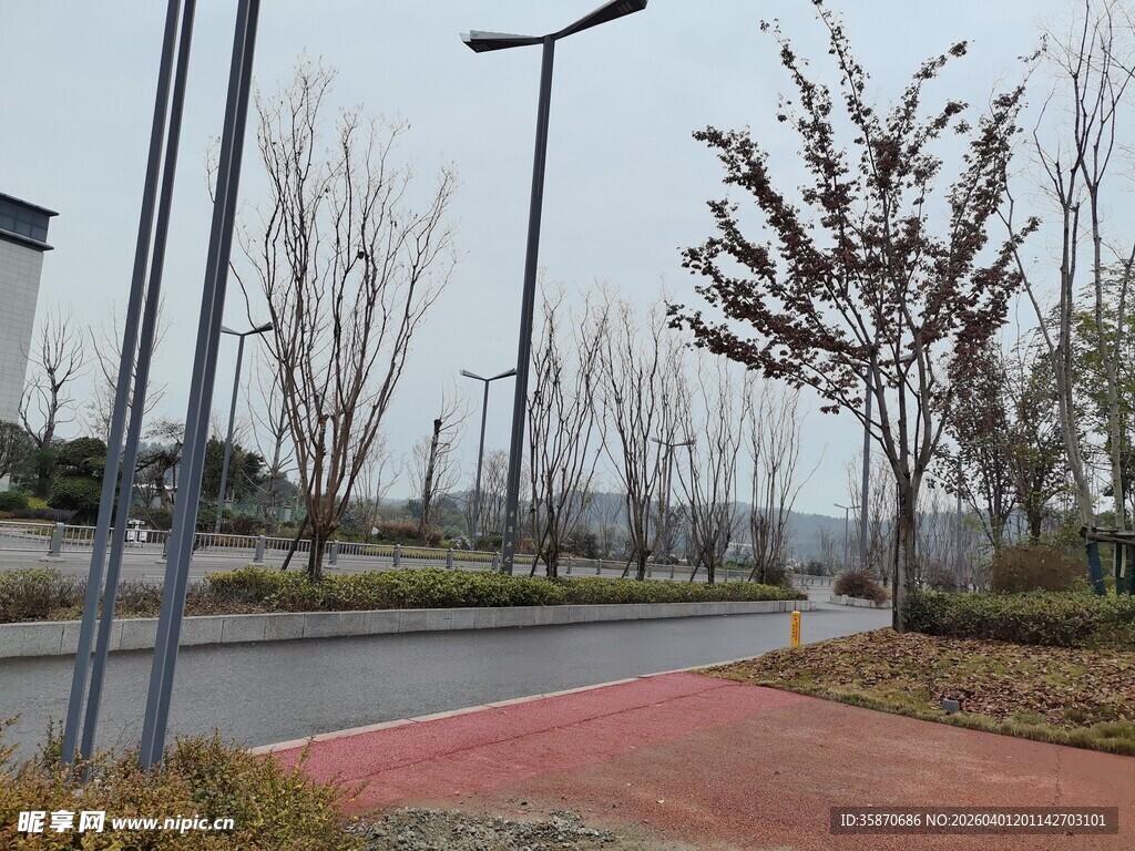 城市道路旁的秋日景致