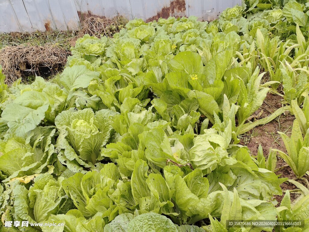 菜园里鲜嫩的绿色生菜