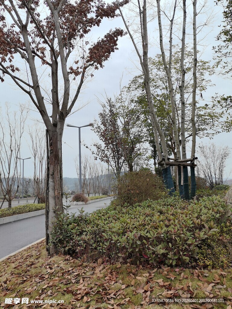 城郊道路旁的树木与灌木丛