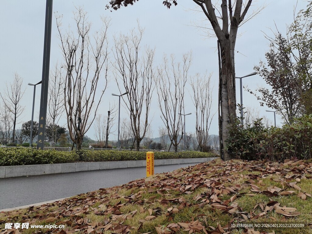 秋日路边落叶与树木景象