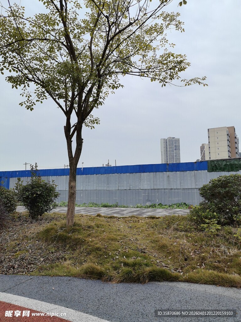 路边树木与远景建筑景观