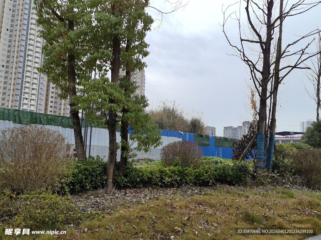 城市中的树木与绿植景观