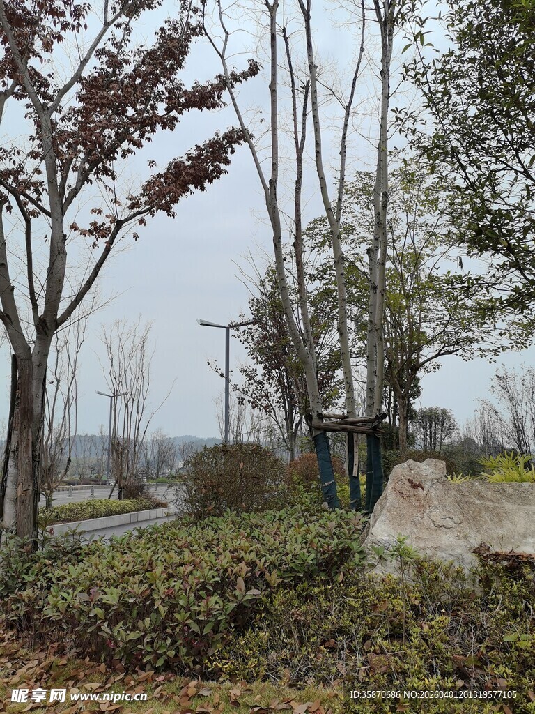 冬日郊野树木景观