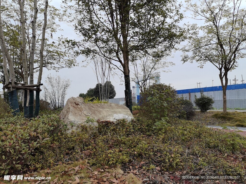 户外自然景观中的树木草地