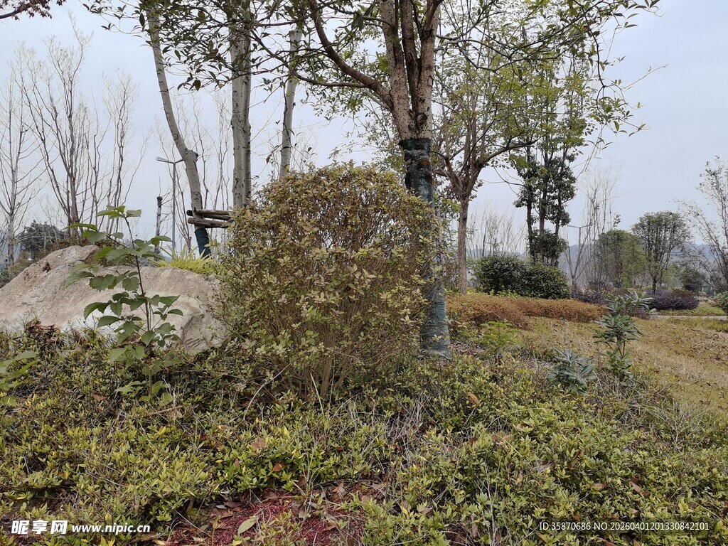 户外繁茂绿植与树木景观