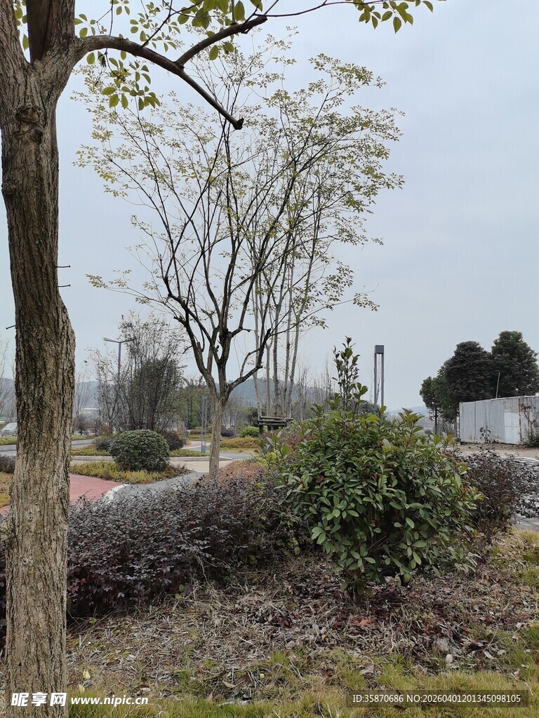 郊外树木丛生的自然景象