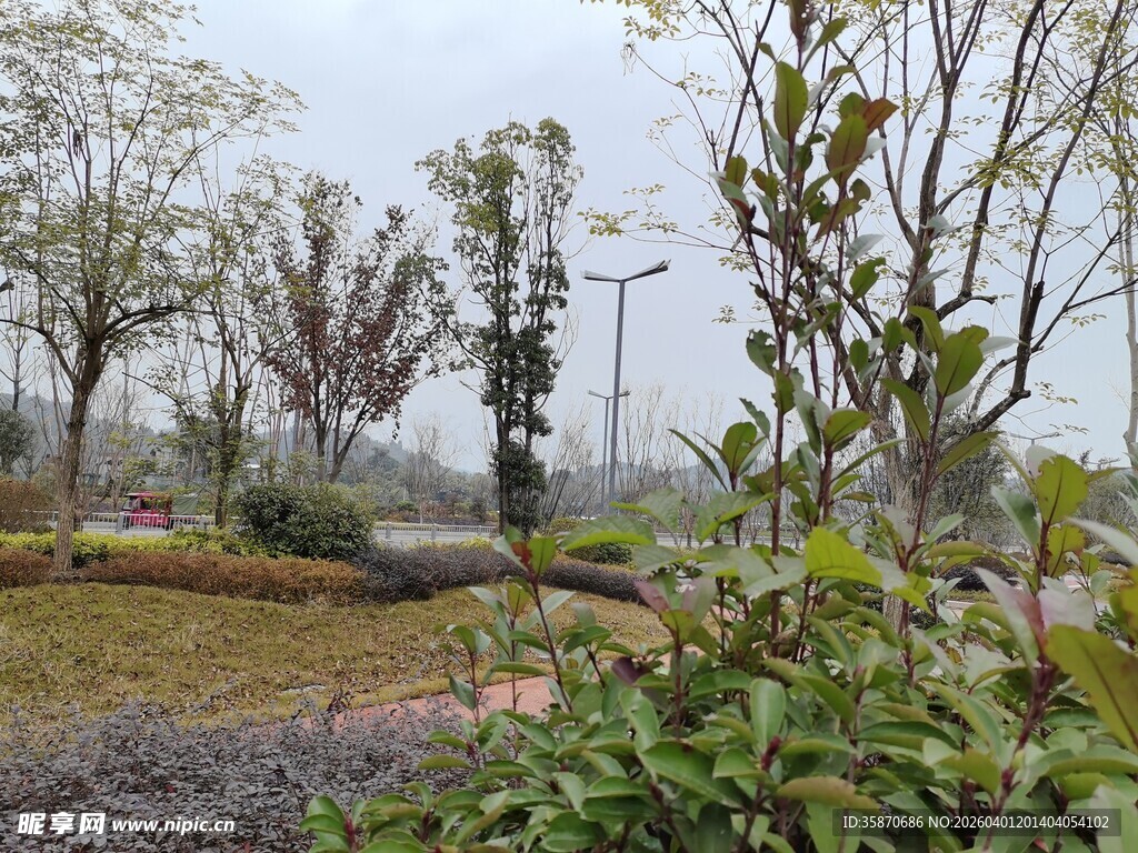 户外自然景观中的绿植树木