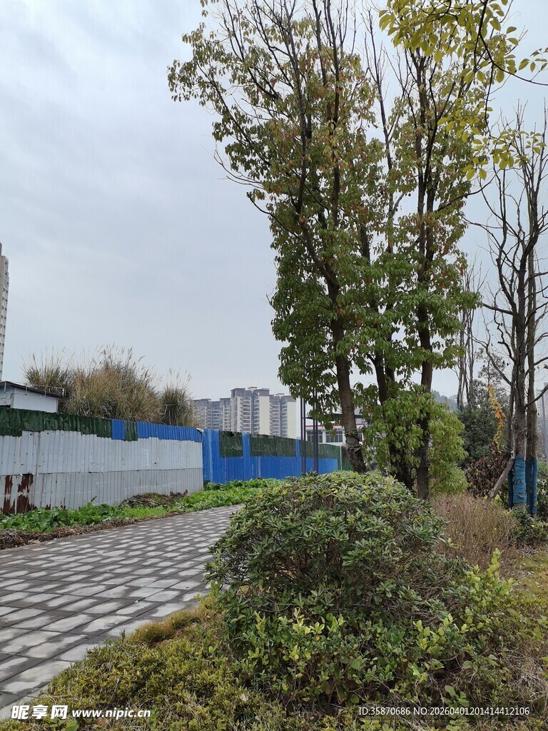 湖畔林荫小道风景