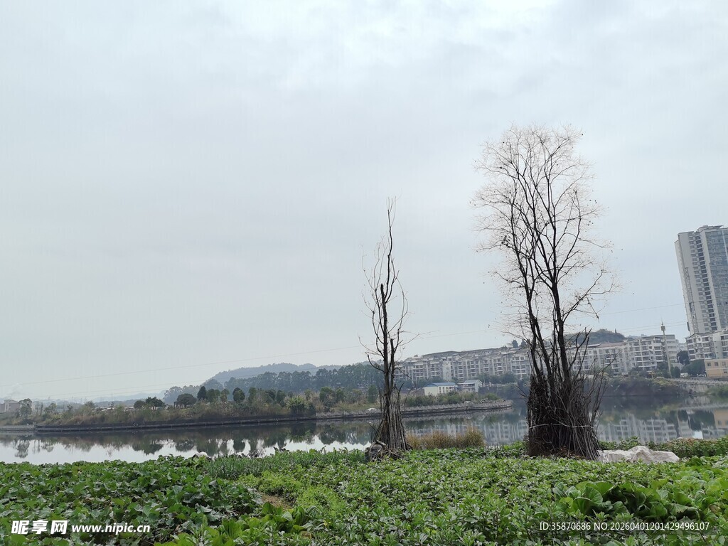 湖畔枯树与城市远景