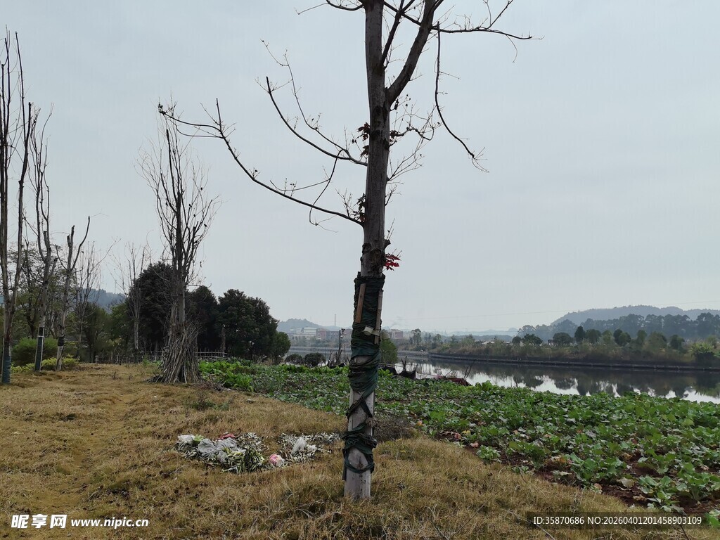 冬日湖边枯树与绿植景观