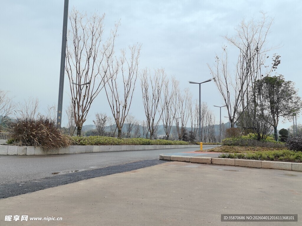 空旷道路旁的树木景观