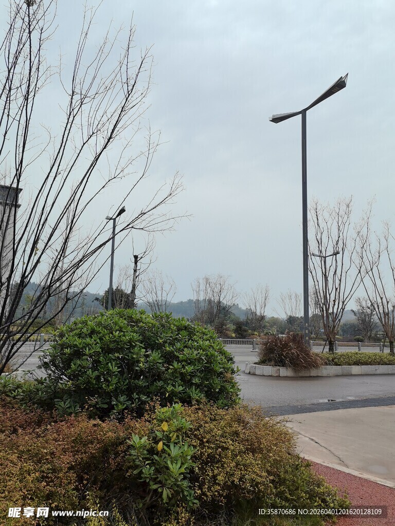 城市道路旁的绿植与路灯