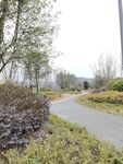 蜿蜒小路旁的绿植景观
