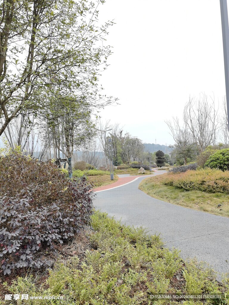 蜿蜒小路旁的绿植景观