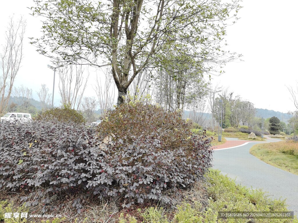 路边绿植景观