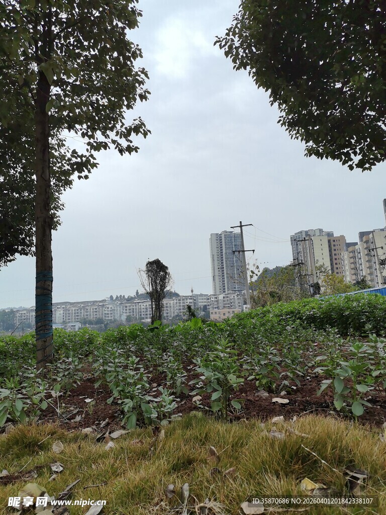 城市绿地中的自然景致