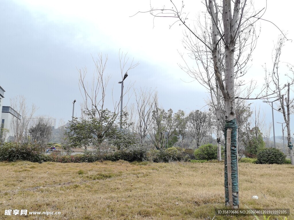 冬日空旷草地与树木景观