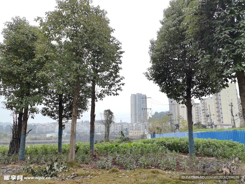 城市中的绿树与花草景观