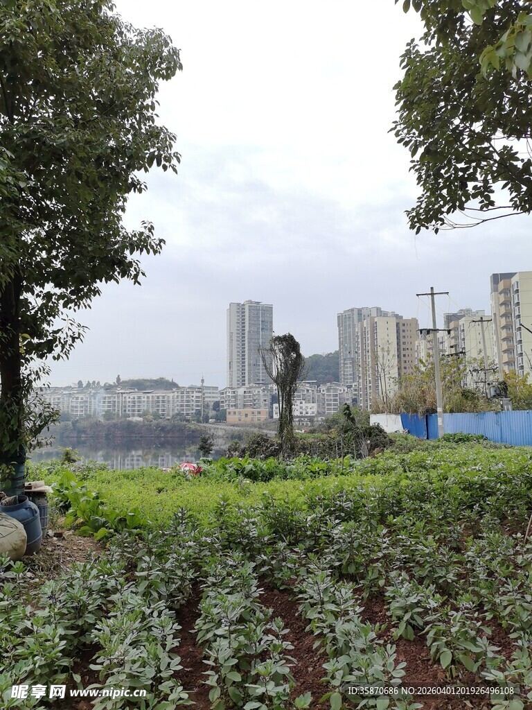 城市中的田园一角