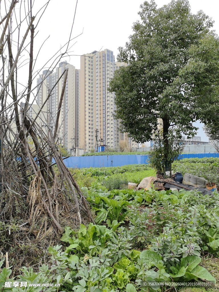 城市中的绿植与枯木景观