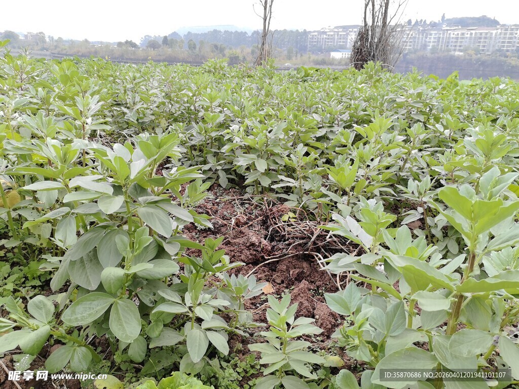 绿意盎然的农田景象
