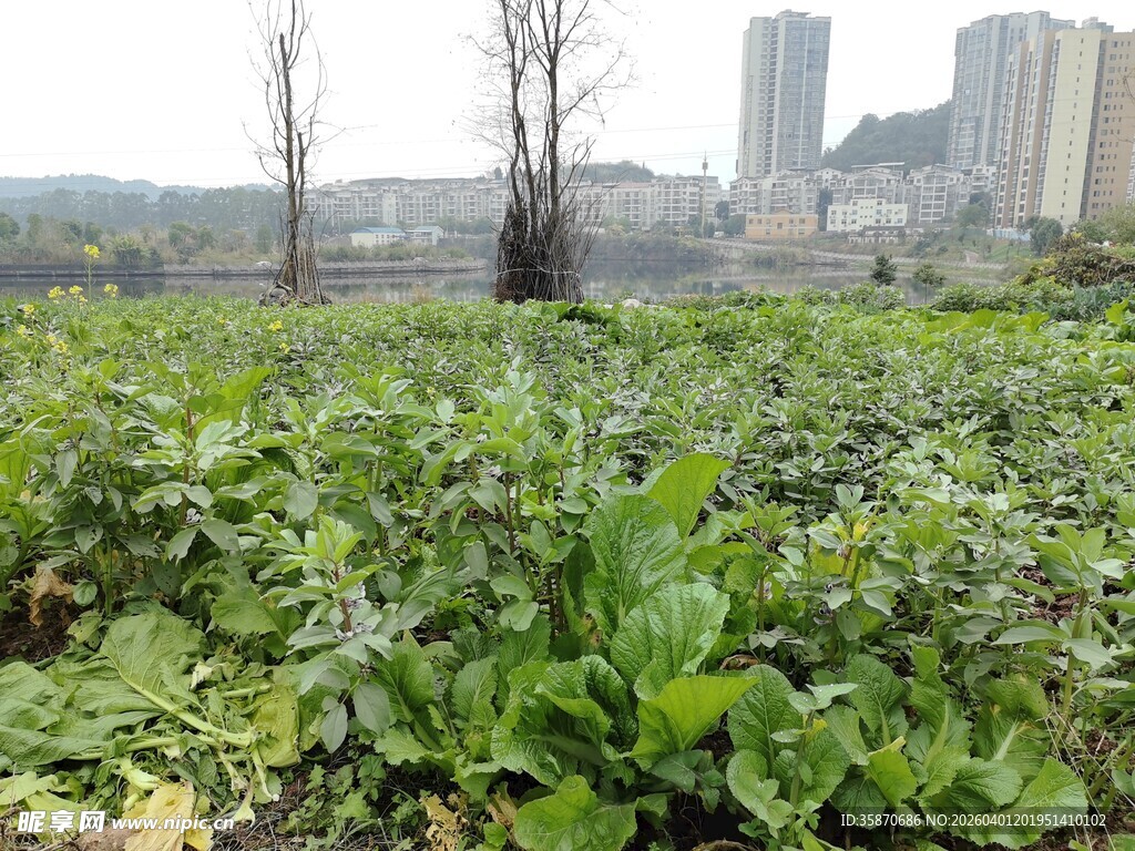 城市边的绿色蔬菜农田