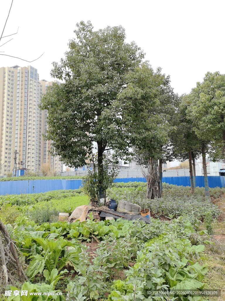 城市中一隅的田园菜地