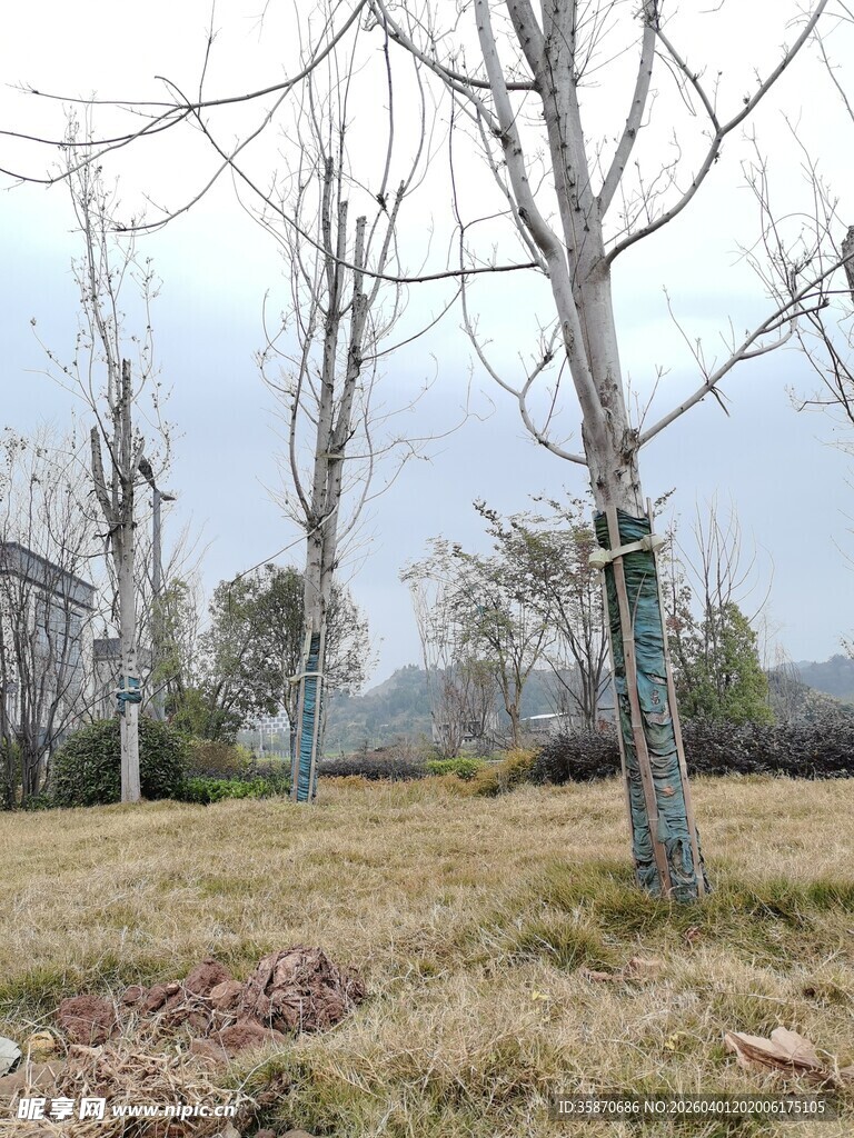 冬日荒野树木萧瑟景象